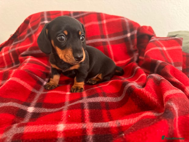 Miniature Dachshund dogs 🐾 miniature Dachshund females for sale🐾 - Advert 14