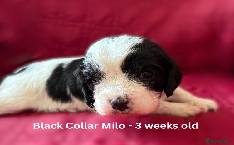 Cavapoo dogs - Advert 1