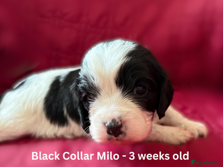 Cavapoo dogs - Advert 6