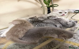 Persian cats for sale: 6 Beautiful Persians.  - Image 6