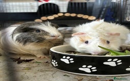Guinea Pig rodents for sale: Guinea Pigs  - Image 2