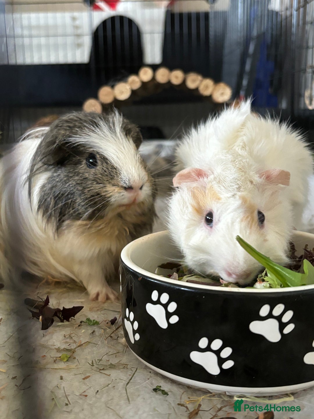 Guinea Pig rodents for sale: Guinea Pigs  - Image 2