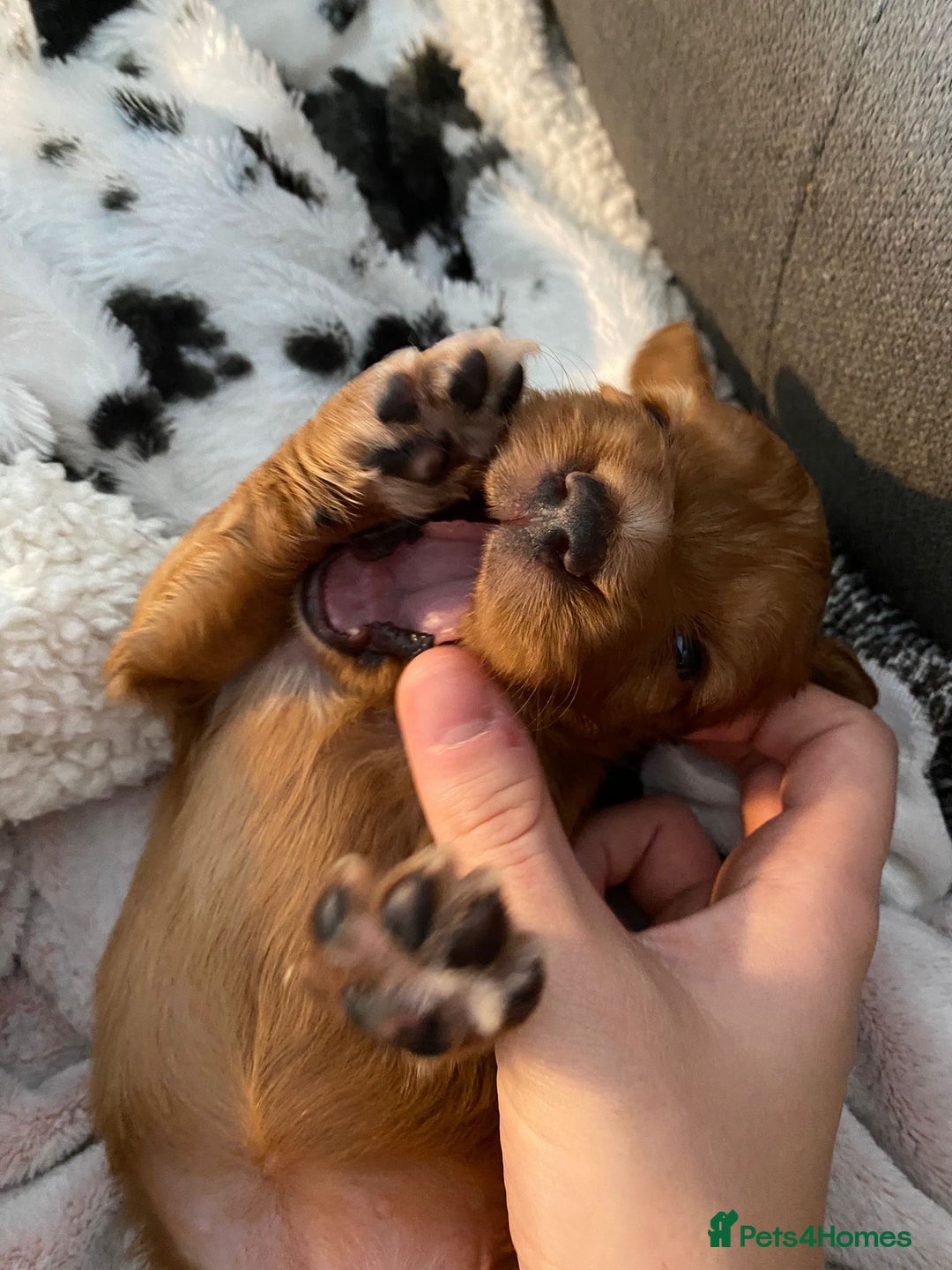 Cocker Spaniel dogs for sale: 🐶cocker spaniel puppies 🐶  - Image 16