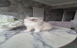 Ragdoll cats for sale: *READY TO GO* 1 beautiful girl ragdoll in Liversedge - Image 3