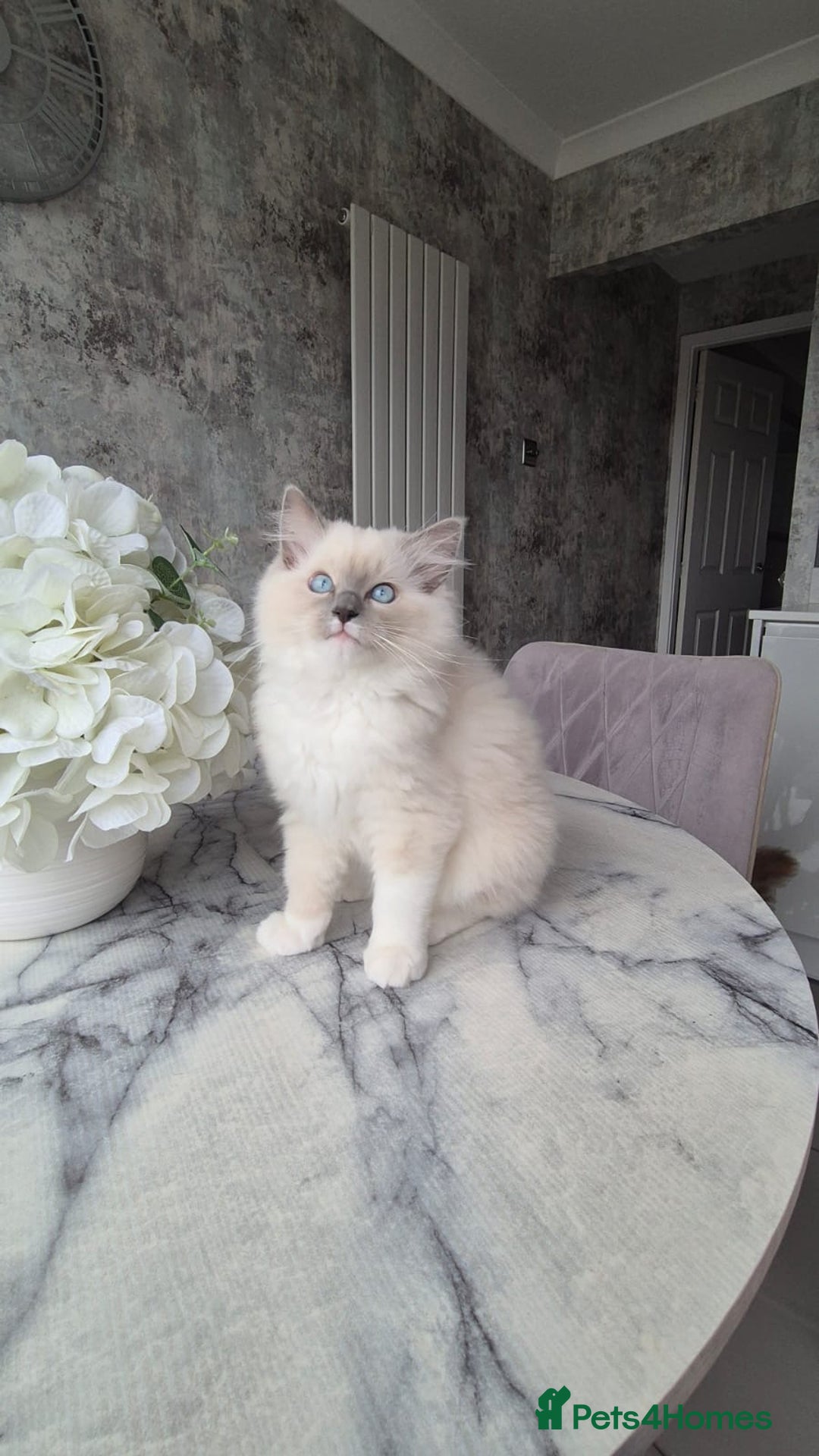 Ragdoll cats for sale: *READY TO GO* 1 beautiful girl ragdoll in Liversedge - Image 3