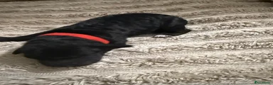Cockapoo 1