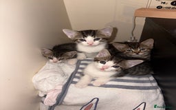British Shorthair cats for sale: kittens  - Image 1