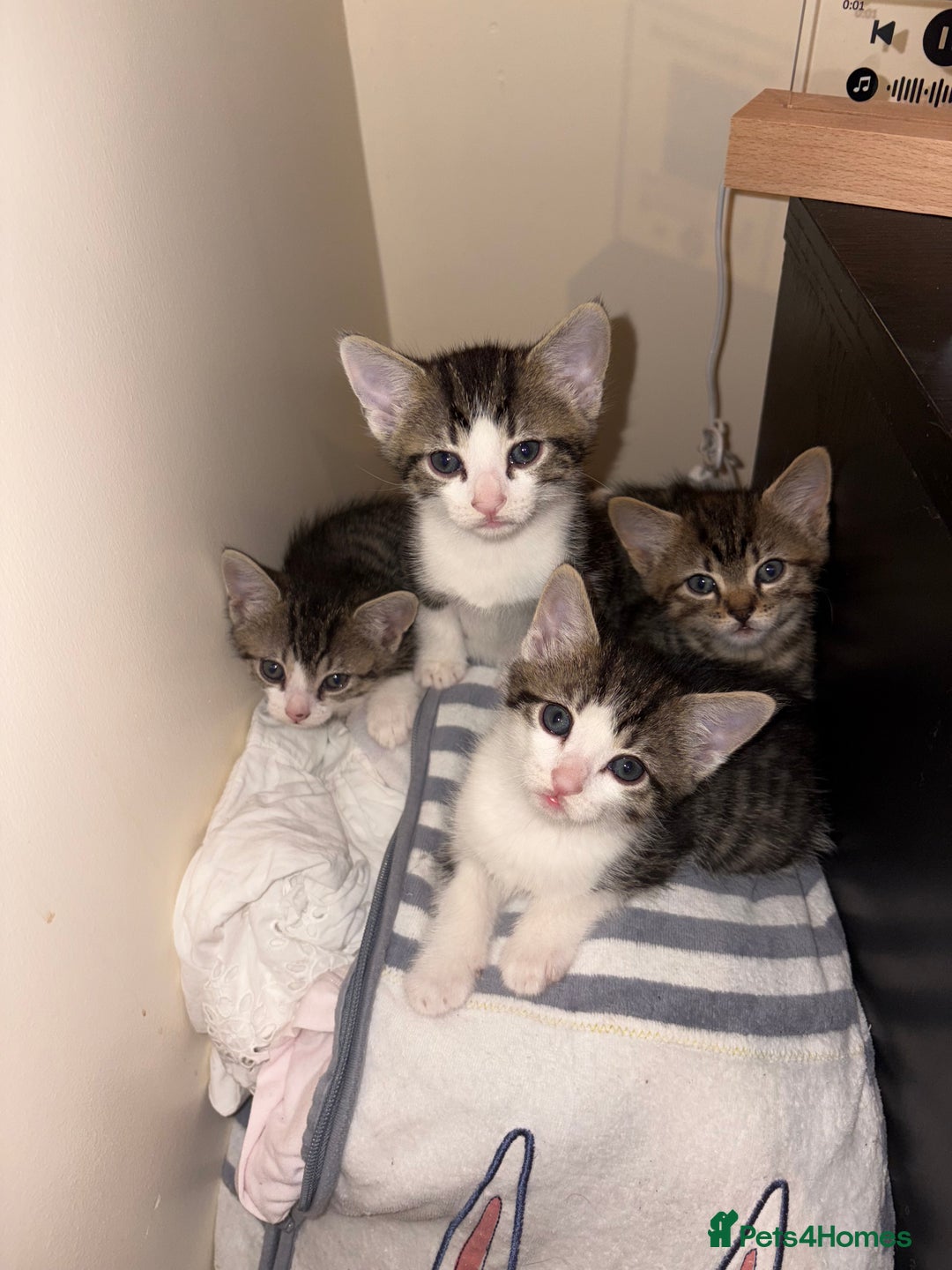 British Shorthair cats for sale: kittens  - Image 1