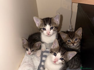 British Shorthair cats - Advert 22