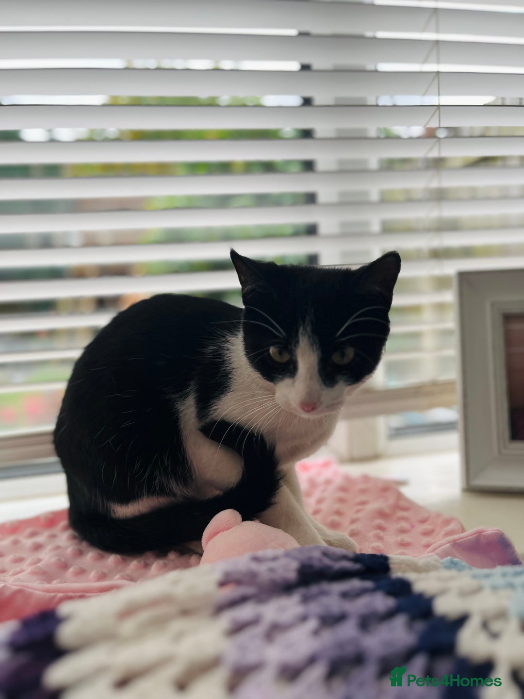 Mixed Breed cats for sale: Very sweet and gentle little kitten  - Image 4