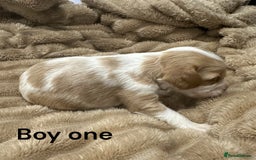 Cavapoo dogs for sale: ** RARE CAVAPOO PUPPIES DNA 🧬 CLEAR ** - Advert 2