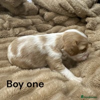 Cavapoo dogs ** RARE CAVAPOO PUPPIES DNA 🧬 CLEAR ** - Advert 3