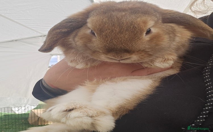 Mini Lop rabbits - Advert 8