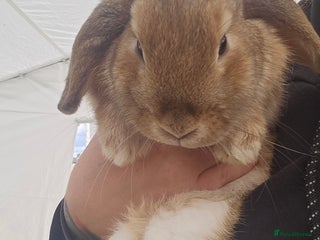 Mini Lop rabbits - Advert 35