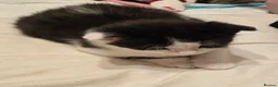 Mixed Breed cats for sale: Beautiful mid to long coat kittens in Nottingham - Advert 4