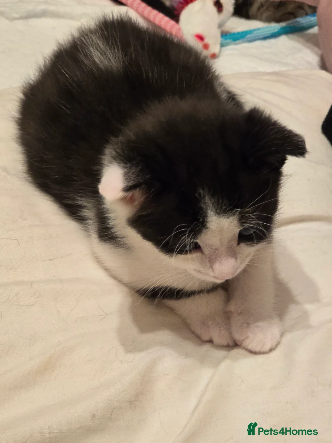 Mixed Breed cats for sale: Beautiful mid to long coat kittens in Nottingham - Advert 4