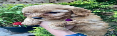 Cavapoochon 4