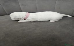 Maltese dogs for sale: 🐾 Adorable Maltese Puppies 🐾  - Image 15