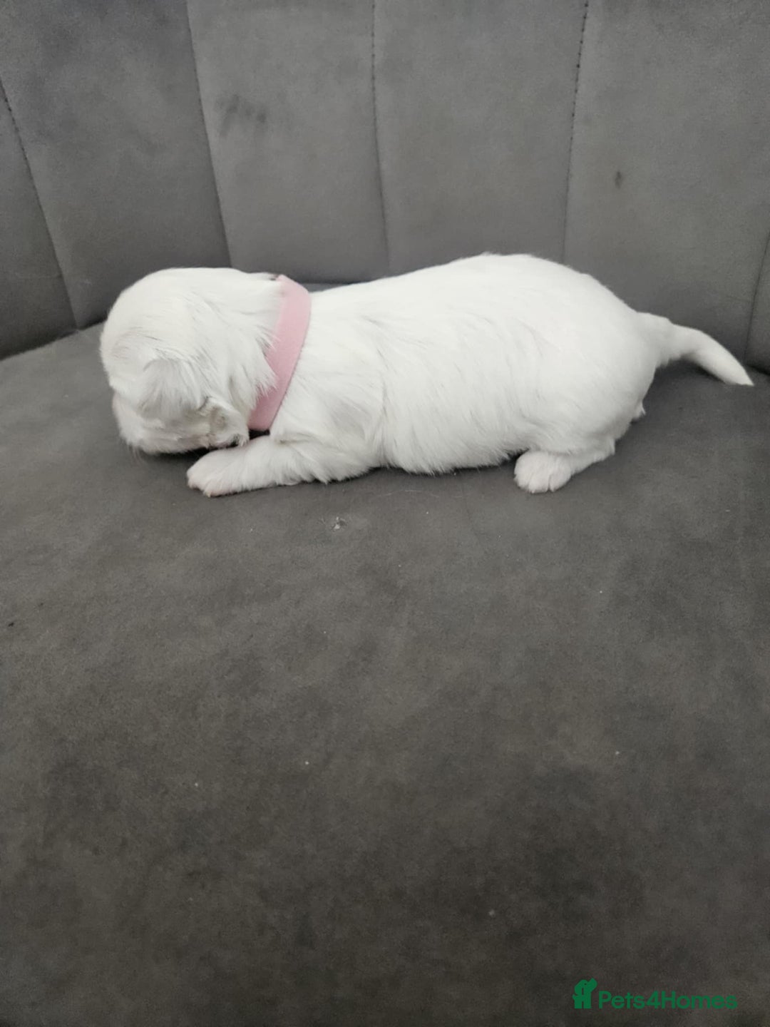 Maltese dogs for sale: 🐾 Adorable Maltese Puppies 🐾  - Image 15