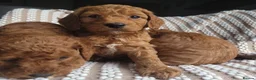 Cockapoo dogs for sale: Cockapoo puppies  - Advert 6
