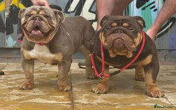 English Bulldog dogs for sale: English bulldog puppies  - Image 9