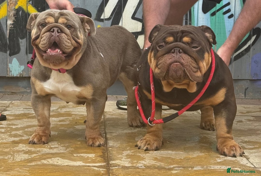 English Bulldog dogs for sale: English bulldog puppies  - Image 9