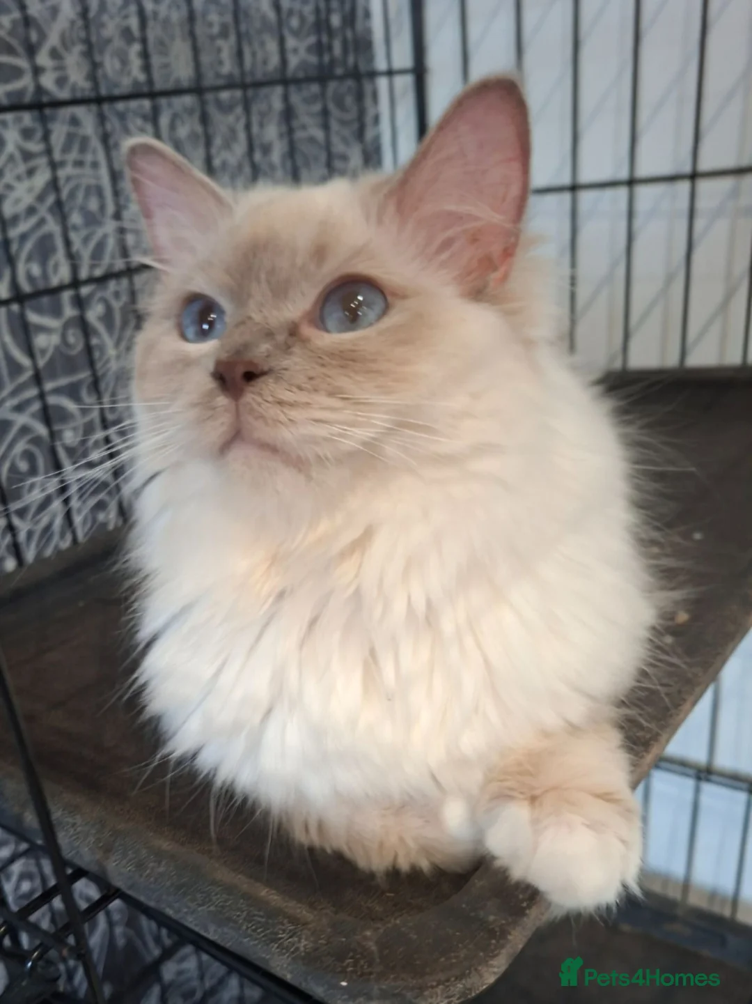 Ragdoll cats for sale: GCCF Lilac Ragdoll Kittens in Bury - Advert 2