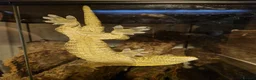 Gecko reptiles for sale: Leachianus Gecko for sale  - Advert 2