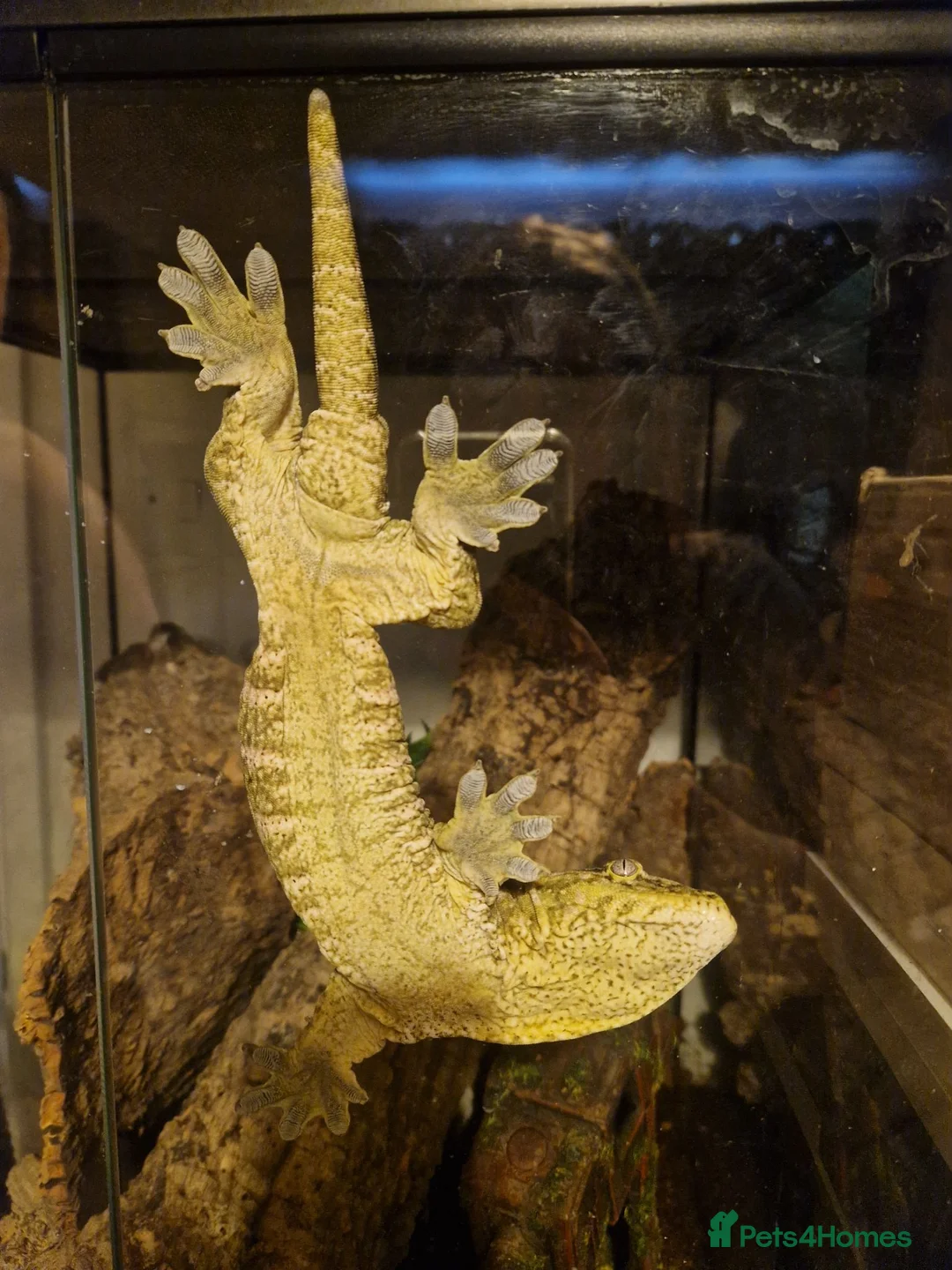 Gecko reptiles for sale: Leachianus Gecko for sale  - Advert 2
