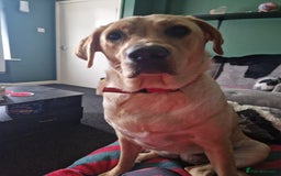 Labrador Retriever dogs for sale: Yellow labrador female 16 months old  - Image 2