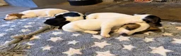 Mixed Breed dogs for sale: 3/4 Jack Russell puppies  in Esher - Advert 14