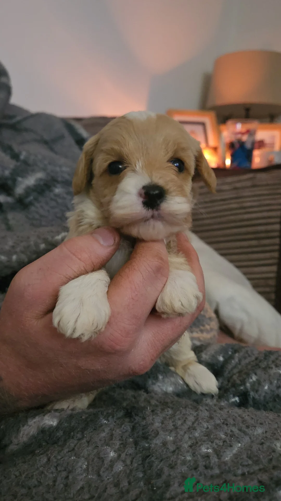 Mixed Breed dogs for sale: Beautiful Stunning Westiepoo Puppies - Advert 14