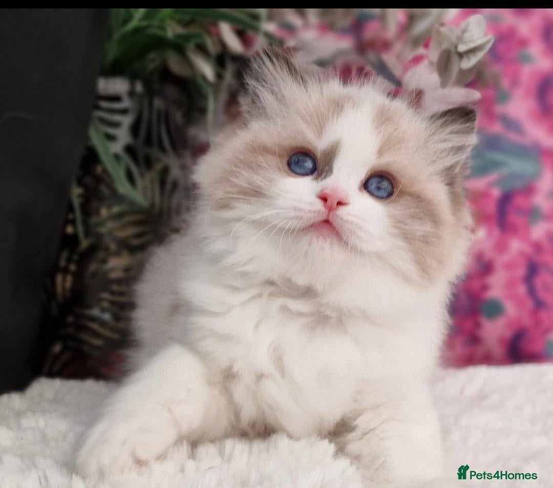 Ragdoll cats 🐈♥️🏆✨️Exclusive Ragdoll kittens from Champions - Advert 2