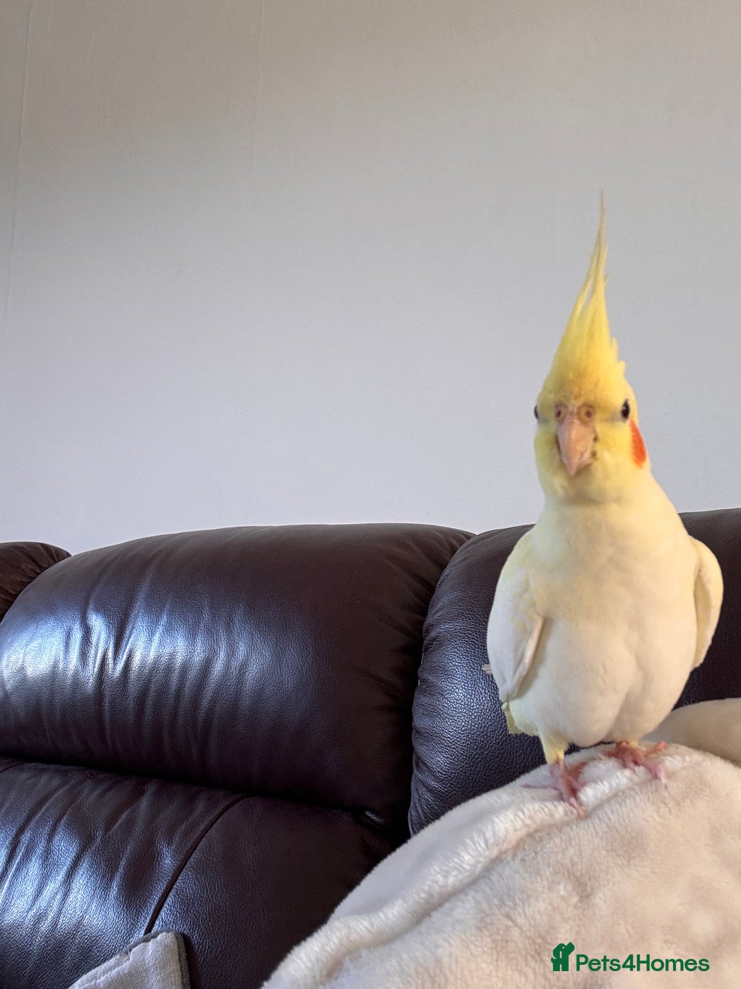 Cockatiels birds for sale: Lutino Cockatiel   & Cage -  Pending Collection - Image 3