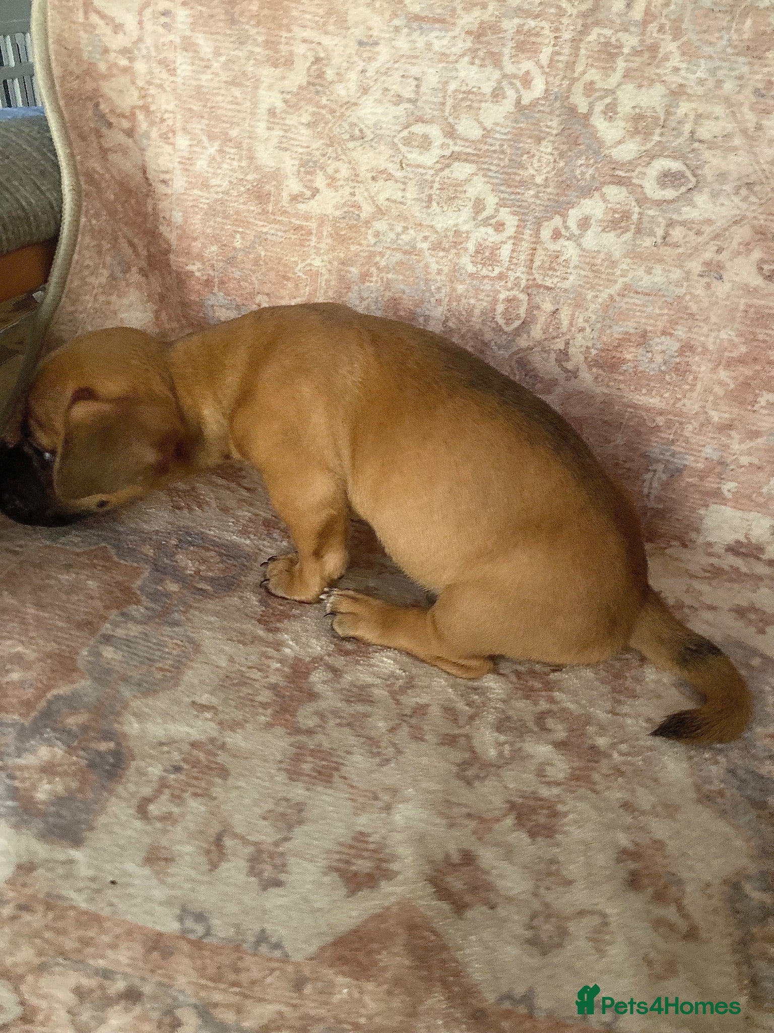 Jack Russell dogs Much Wenlock Rare Colour Jack Russell Pups Merle - Advert 2