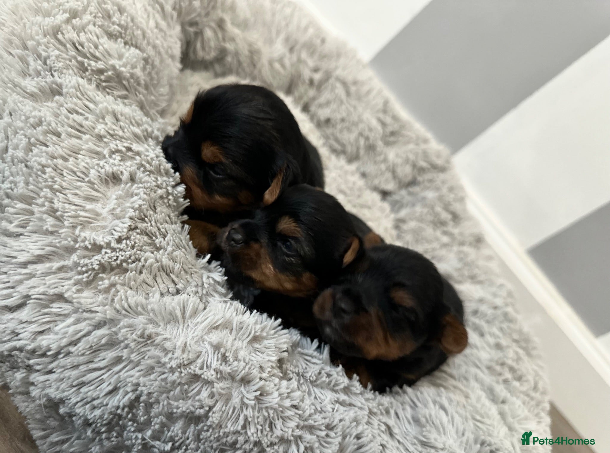 Yorkshire Terrier dogs ❤️ Gorgeous Purebred Miniature Yorkshire Terriers  - Advert 16