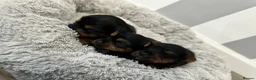 Yorkshire Terrier dogs for sale: ❤️ Gorgeous Purebred Miniature Yorkshire Terriers  - Advert 1