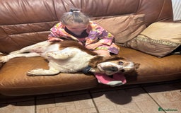 Welsh Springer Spaniel dogs for sale: Home Reared Handsome Boys - Image 5