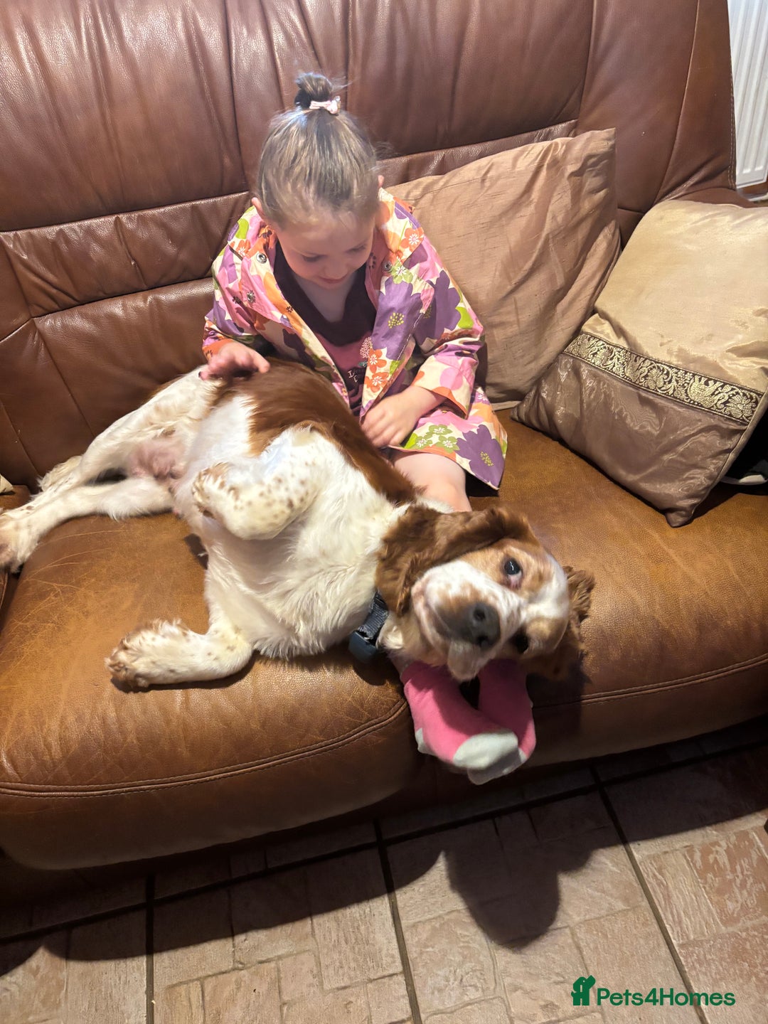 Welsh Springer Spaniel dogs for sale: Home Reared Handsome Boys - Image 5