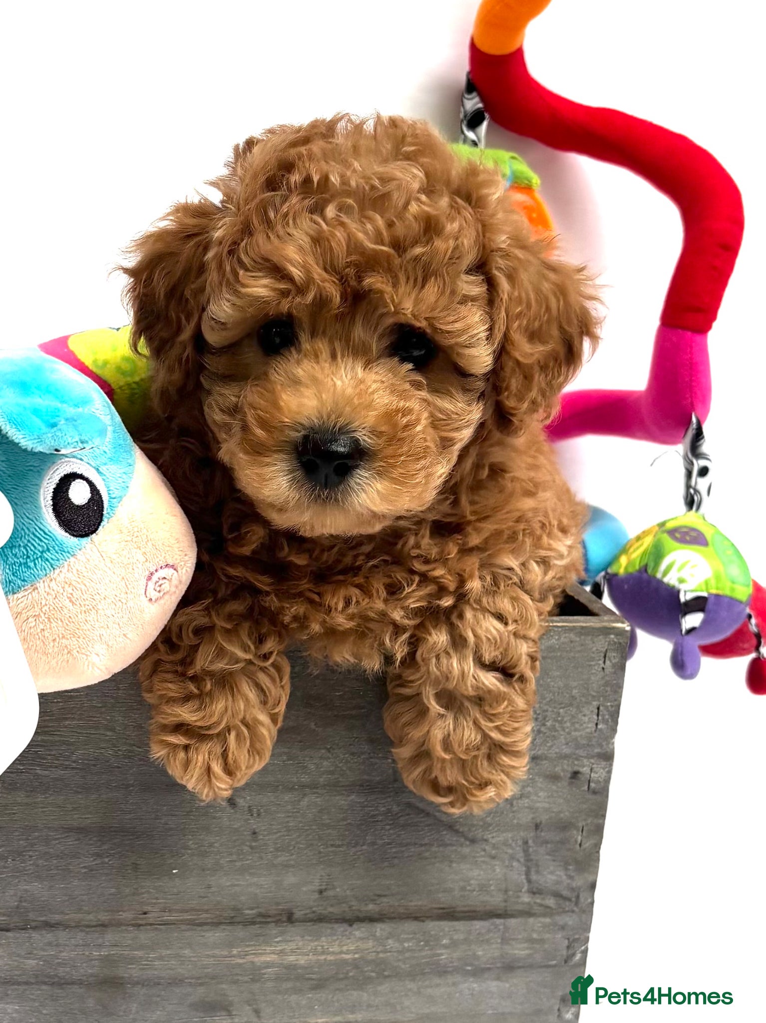 Cavapoo dogs Extensively Tested Toy - Ready this weekend - Advert 16