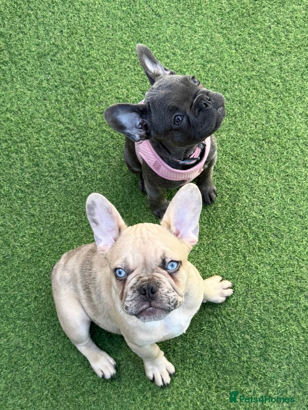 French Bulldog dogs for sale: 🌟 French Bulldog Puppy Ready 4 His Forever Home🌟 - Image 1