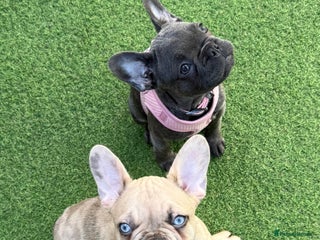 French Bulldog dogs for sale - Advert 1