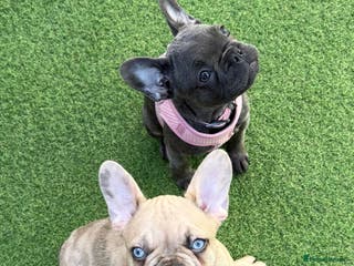 French Bulldog dogs 🌟 French Bulldog Puppy Ready 4 His Forever Home🌟 - Advert 6