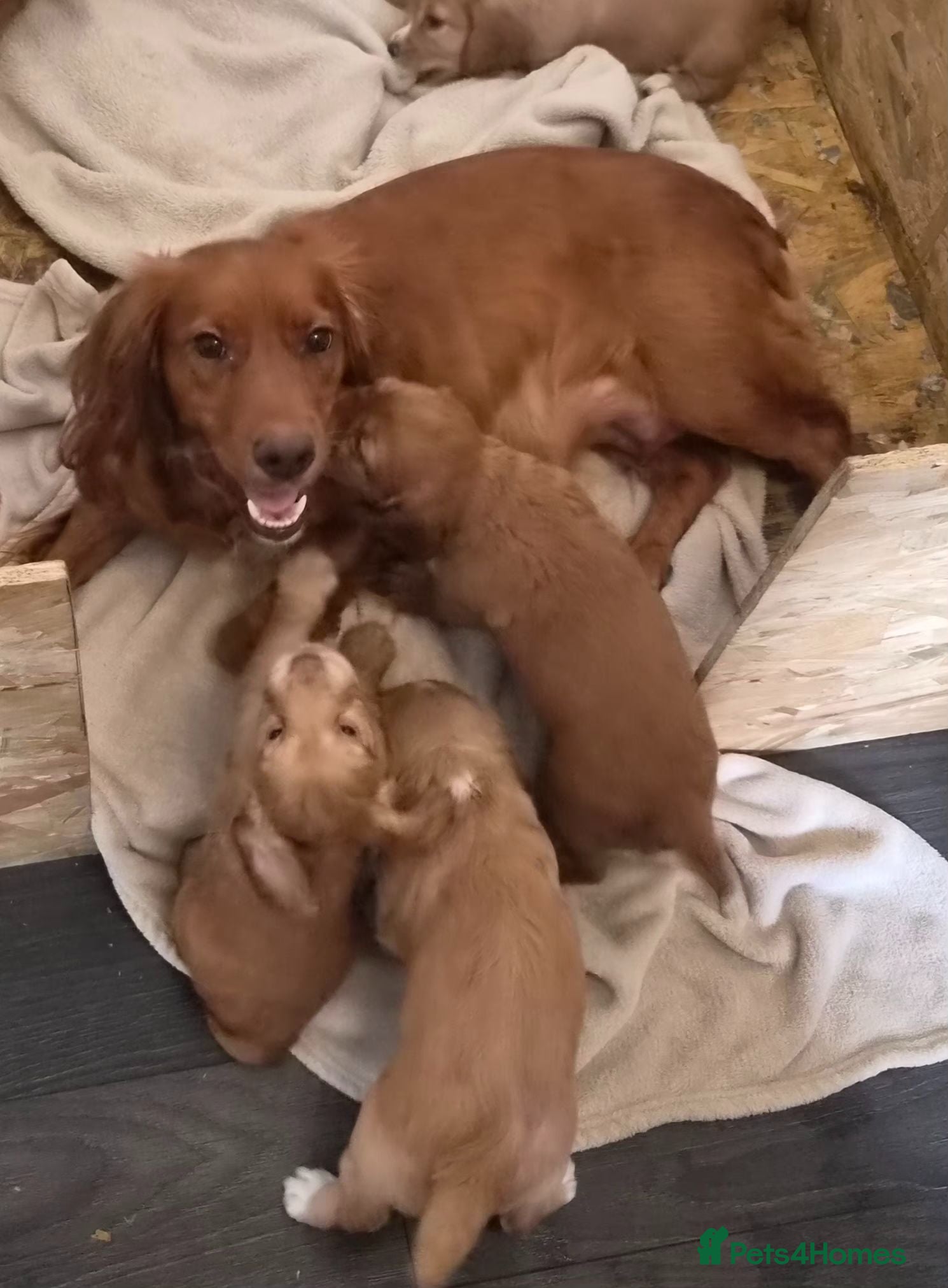 Cocker Spaniel dogs Cocker spaniel puppies - Advert 1