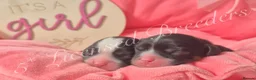 Cavalier King Charles Spaniel dogs for sale: KC CAVALIER KING CHARLES SPANIELS❤️ - Advert 8