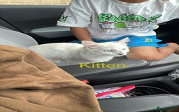 Ragdoll cats for sale:  Rehoming Ragdoll Cats. Indoor Homes Onlyz  - Image 5