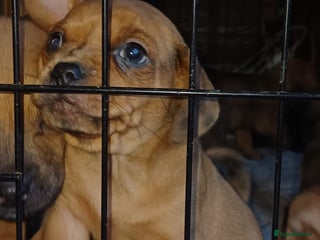 Mixed Breed dogs - Advert 15