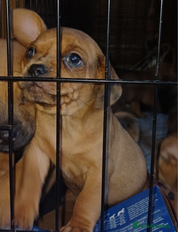 Mixed Breed dogs - Advert 1