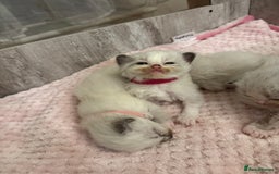 Ragdoll cats for sale: Beautiful Ragdoll Kittens  - Image 17