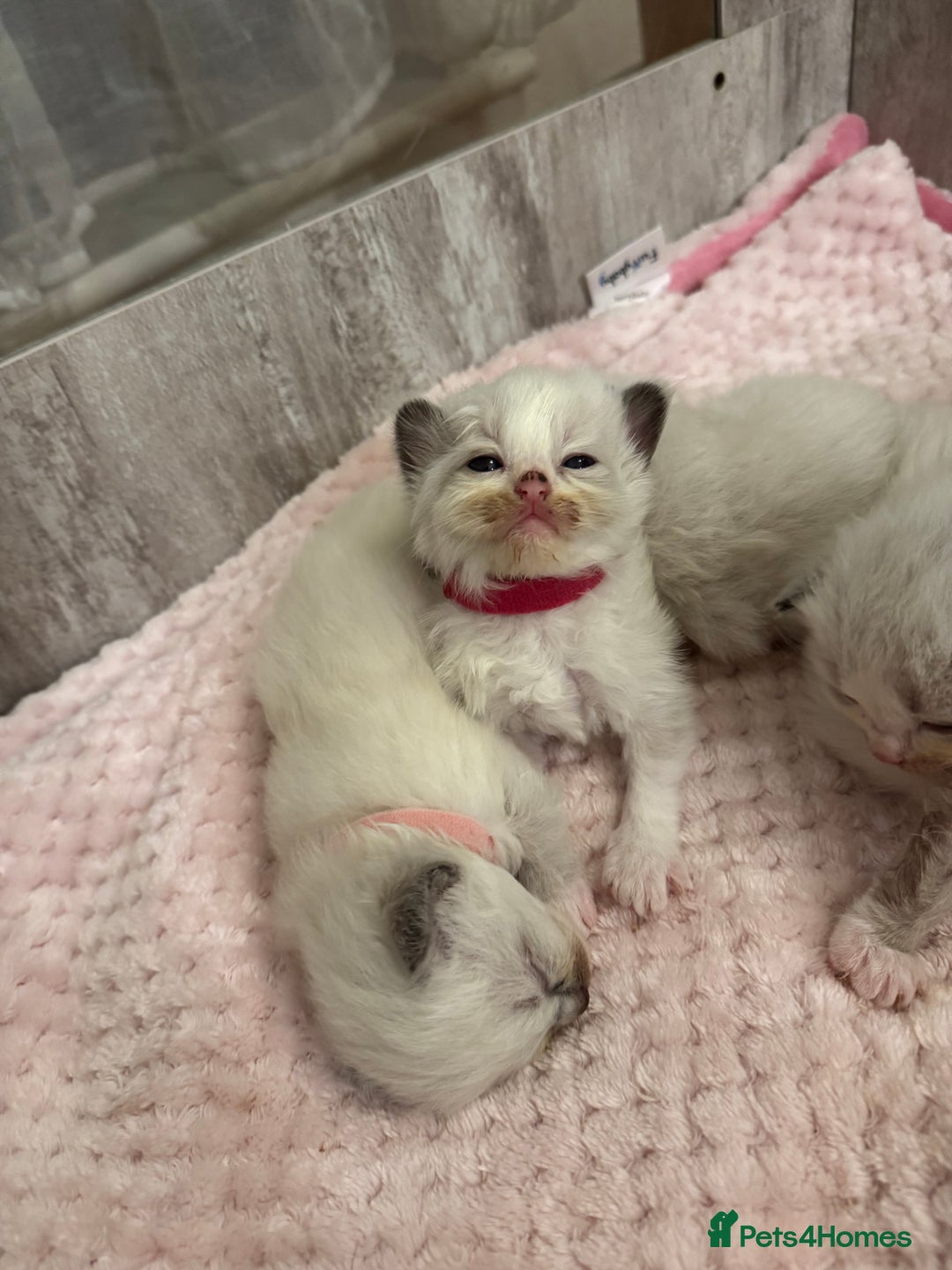 Ragdoll cats for sale: Beautiful Ragdoll Kittens  - Image 17
